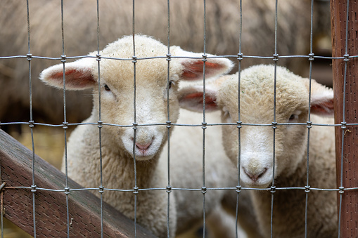 Curious Lambs inside a sheep barn.  Animal farm in Northern California.
