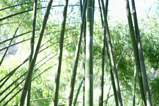 Unique green tropical environment with bamboo trees. Bright bamboo path in forest concept