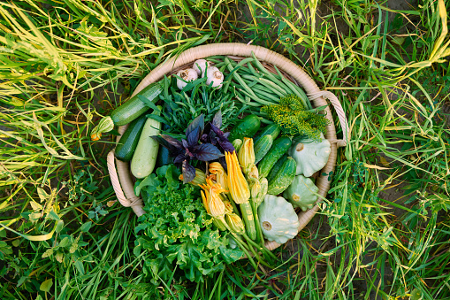 Top view vegetable green basket, summer harvest, background nature grass in sunlight. Ingredients zucchini cucumbers asparagus beans lettuce leaves garlic squash arugula basil, farmers market