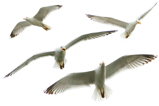 istock Set of big sea gulls isolated on white 180188488