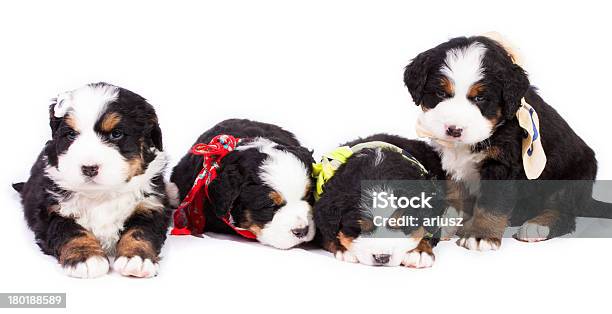 Dog Stock Photo - Download Image Now - Animal, Beauty, Beauty In Nature