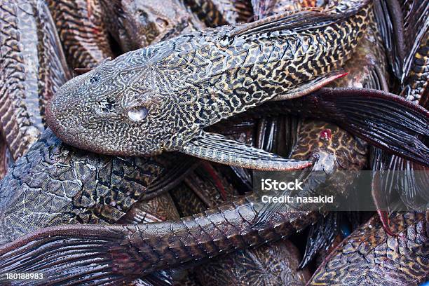 Fish Stockfoto und mehr Bilder von Harnischwels - Harnischwels, Brasilien, Fotografie
