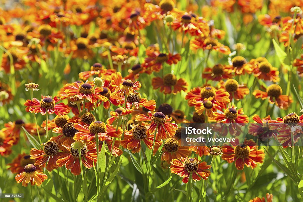 Flores de flor de Gailárdia gramado - Foto de stock de Ajardinado royalty-free