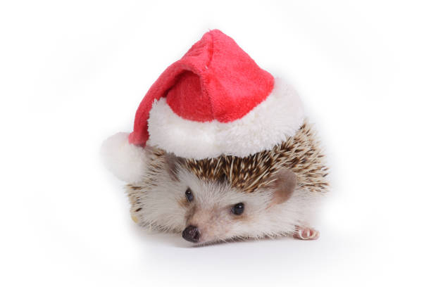 Cute hedgehog wearing red santa claus hat on white background.