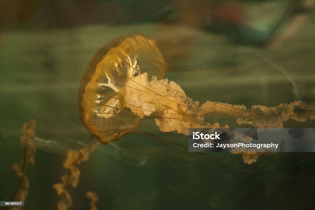 медуза - Стоковые фото Аквариум роялти-фри