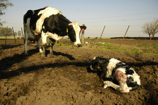 newly born cow and veal