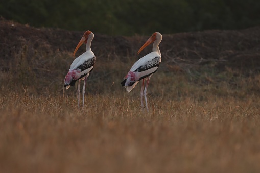 Painted storks standing on the ground. Animal background.