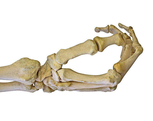 Skeleton Hand Pictures | Download Free Images on Unsplash