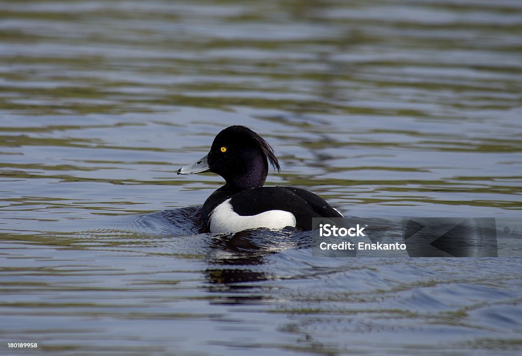 Pato-de-penacho - Royalty-free Animal Foto de stock