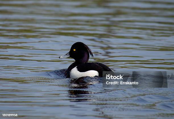 Хохлатая Чернеть — стоковые фотографии и другие картинки Lake Waterfowl - Lake Waterfowl, Tufted Duck, Белое мясо