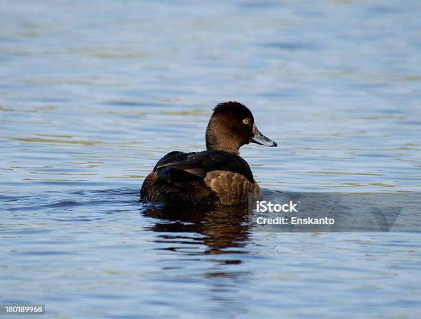 Хохлатая Чернеть — стоковые фотографии и другие картинки Lake Waterfowl - Lake Waterfowl, Tufted Duck, Белое мясо