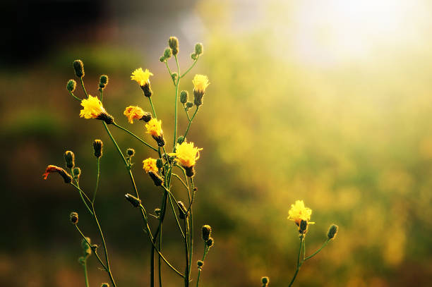 Yellow Wild flower in Morning glow