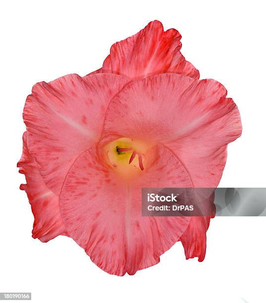 Singola Rosa Brillante Gladiolo Fiori Isolato Su Bianco - Fotografie stock e altre immagini di Bianco