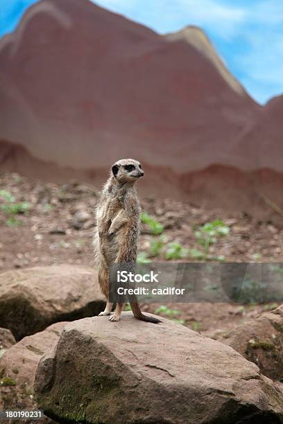 Suricata Foto de stock y más banco de imágenes de Alerta - Alerta, Animal, Desierto