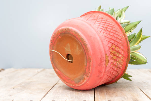 istock Agave root bound plant with a root coming out of its drainage hole 1801905667