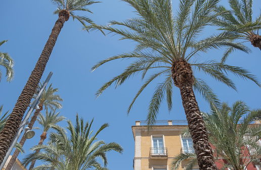 palm trees and blue sky with clouds