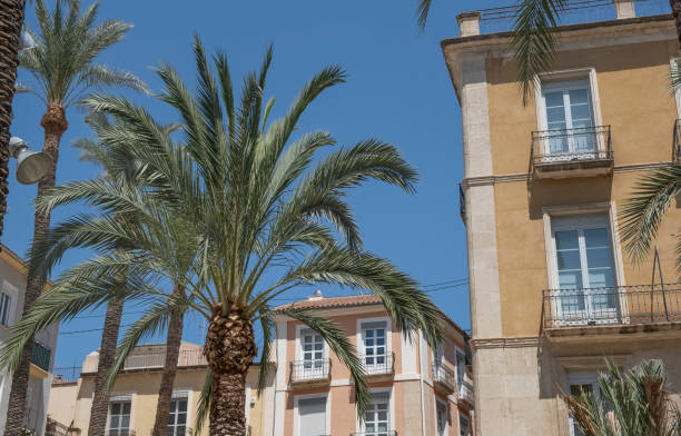 istock view of palm trees and blue sky 1801908335