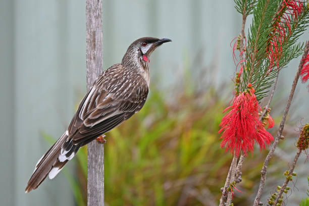 빨간 와틀 버드 - honeyeater 뉴스 사진 이미지