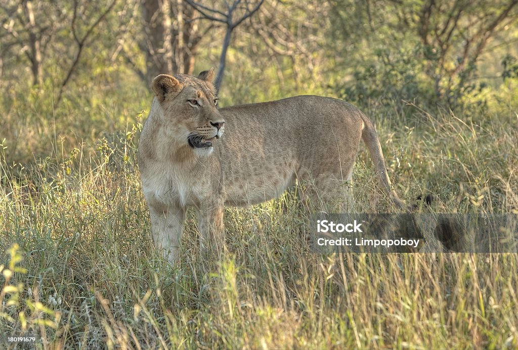 Lionne africaine - Photo de Afrique libre de droits