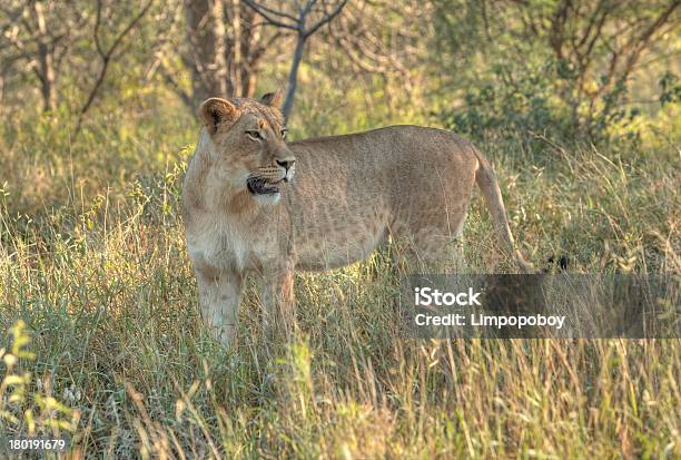 Photo libre de droit de Lionne Africaine banque d'images et plus d'images libres de droit de Afrique - Afrique, Animal femelle, Animaux de safari