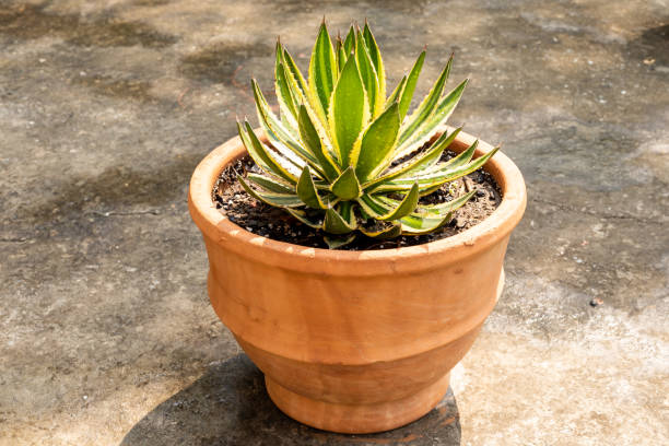 istock Agave ornamental plant closeup 1801920658