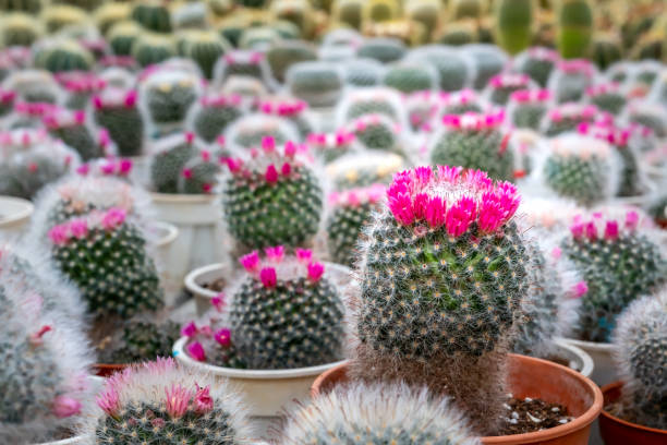 cacto - mammillaria cactus fotografías e imágenes de stock