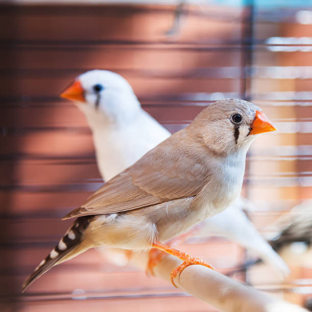istock amadina fasciata bird 180194351