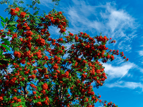 Bunches of red rowan against blue sky. Background with copy space. Rowan berries.