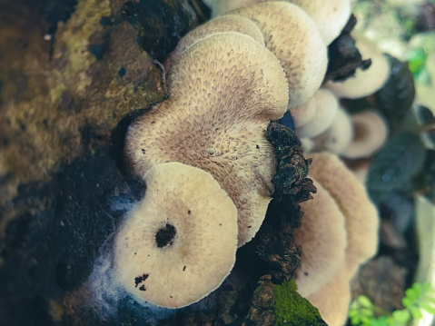 Close-up photo of mushrooms on an old tree.