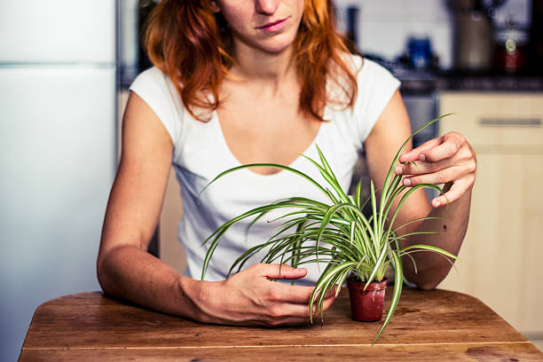 Woman tidying her plant Young woman is fiddling with her spider plant in the kitchen spider plant photos stock pictures, royalty-free photos & images