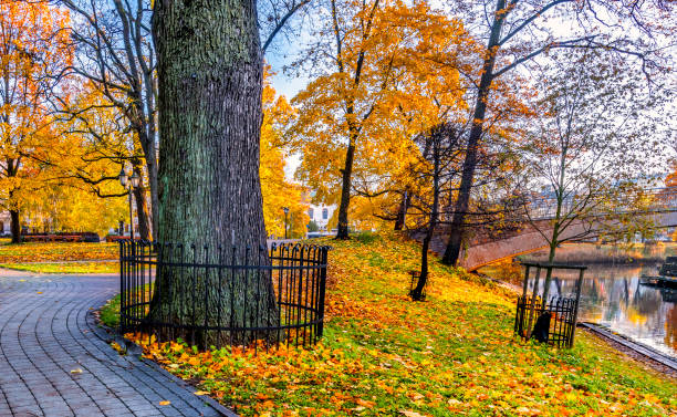 istock Beautiful scene with maple leaves, trees, pedestrian walkway and old oak tree trunk 1801960553