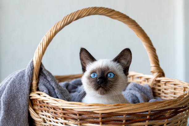 istock Cute kitten siamese cat indoor 1801965823