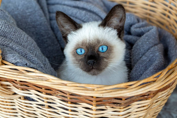istock Cute kitten siamese cat indoor 1801965926