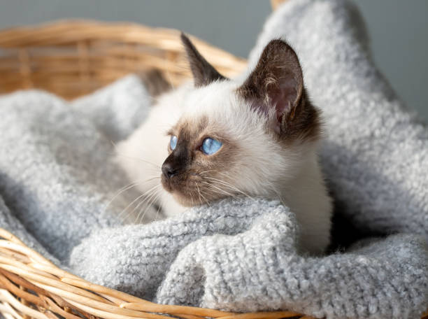 istock Cute kitten siamese cat indoor 1801966261