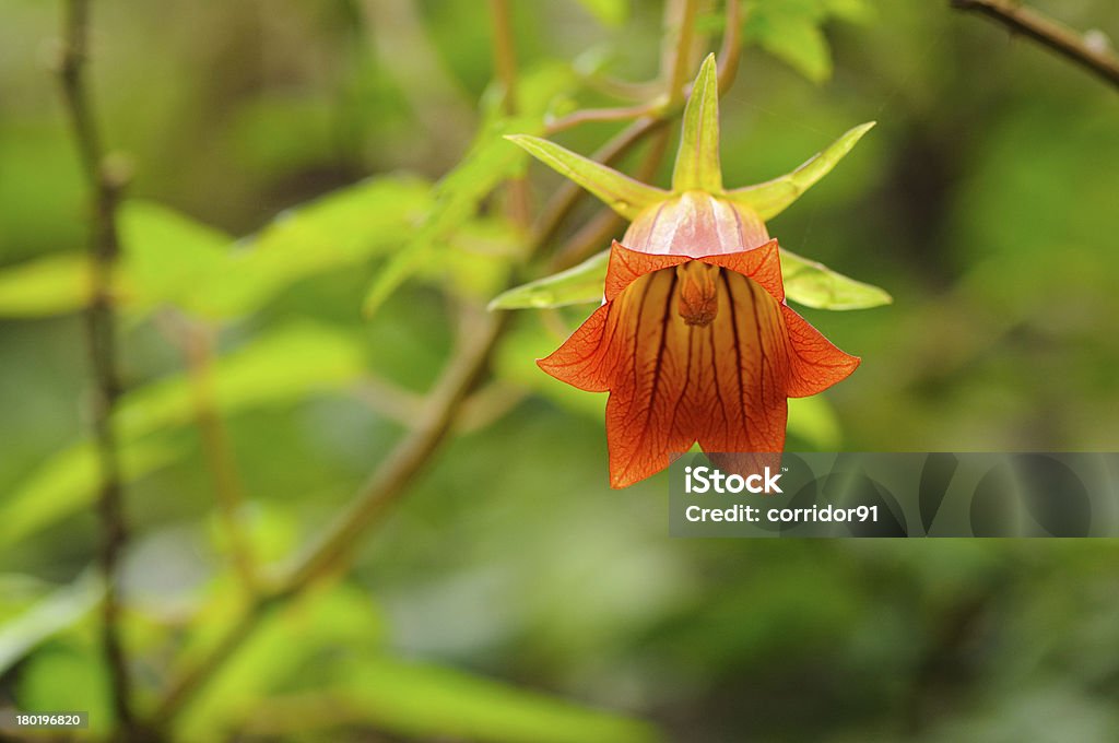 カナリア諸島 bellflower （Canarina canariensis ) - カンパニュラのロイヤリティフリーストックフォト