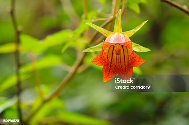 カナリア諸島 Bellflower Canarina Canariensis - カンパニュラのストックフォトや画像を多数ご用意 - カンパニュラ, テネリフェ島, 一輪の花