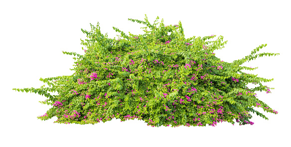 Tropical plant fence bush shrub pink tree isolated on white background with clipping path.