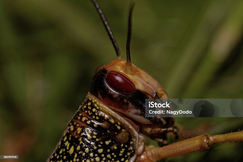 Par locust manger - Photo de Aile d'animal libre de droits