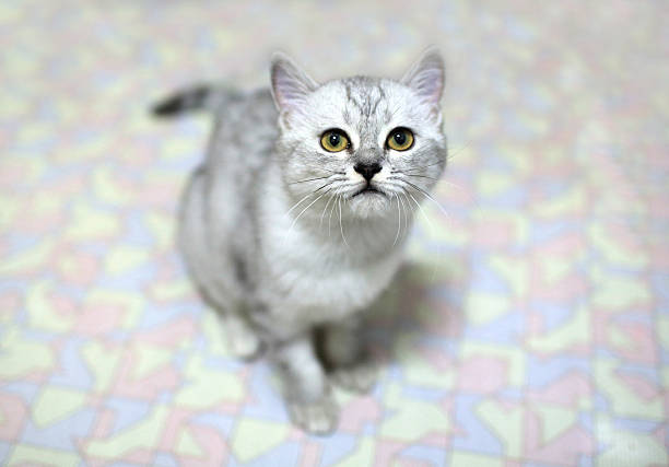 White and grey british shorthair ready to jump