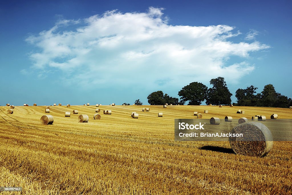 Hay bales in golden field Hay bale harvesting in golden field landscape Agricultural Field Stock Photo