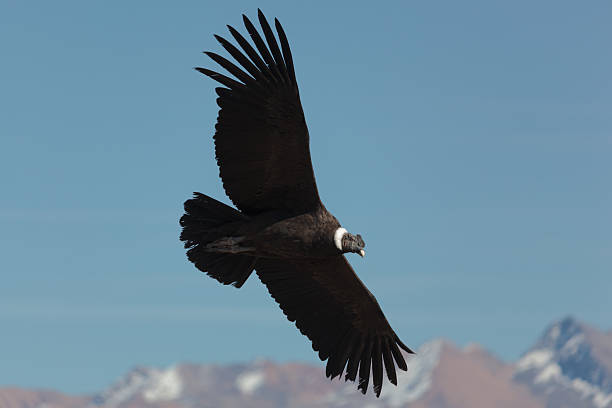 Andean Condor (Vultur gryphus) 8:30 in the morning in Colca Canion, the Andean Condor leverage updraft to fly condor stock pictures, royalty-free photos & images