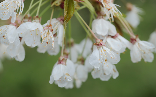 Medium, spreading, deciduous tree 10-25m; young twigs hairless, bark reddish-brown, peeling in thin strips and paper-like. Leaves oblong, dull green above, toothed, often reddish, somewhat hairy beneath. Flowers white, 15-25mm, in clusters of 2-6 with leaves.
Fruits rounded and fleshy, dark red, sometimes creamy-yellow, bright red or black, 9-12mm, sweet or bitter.
Habitat: Woods, hedgerows and close to habitation on fertile, well drained soils.
Flowering Season: April-May.
Distribution: Widely cultivated and naturalized throughout Europe, except the Faeroes, Iceland and Spitsbergen.

This Picture is made in a small Forest in Almere (Flevoland, the Netherlands).