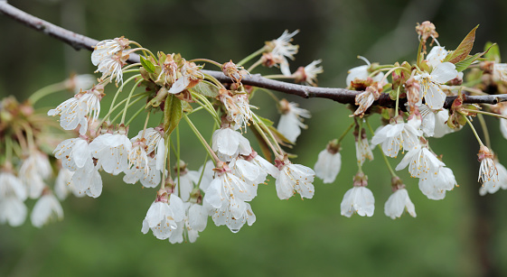 Medium, spreading, deciduous tree 10-25m; young twigs hairless, bark reddish-brown, peeling in thin strips and paper-like. Leaves oblong, dull green above, toothed, often reddish, somewhat hairy beneath. Flowers white, 15-25mm, in clusters of 2-6 with leaves.
Fruits rounded and fleshy, dark red, sometimes creamy-yellow, bright red or black, 9-12mm, sweet or bitter.
Habitat: Woods, hedgerows and close to habitation on fertile, well drained soils.
Flowering Season: April-May.
Distribution: Widely cultivated and naturalized throughout Europe, except the Faeroes, Iceland and Spitsbergen.

This Picture is made in a small Forest in Almere (Flevoland, the Netherlands).