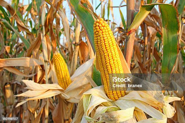 Campo Di Mais - Fotografie stock e altre immagini di Raccolto di mais - Raccolto di mais, Pannocchia, Campo