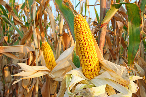 Corn Field Ripe corn on the cob in a field ready for harvest corn crop stock pictures, royalty-free photos & images