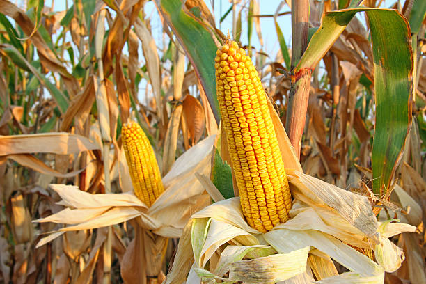 Corn Field Ripe corn on the cob in a field ready for harvest ripe stock pictures, royalty-free photos & images