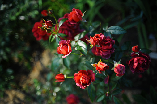 Flowering rose Hot Cocoa with buds on a blurred natural background. Selective focus.