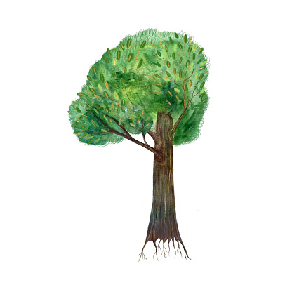 Hand painted watercolor green tree with roots isolated on white. High quality flat illustration. Great for wallpaper, posters, textile, eco materials, covers, books, cards, tote bags design.