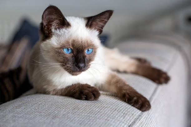 istock Cute kitten siamese cat indoor 1801989191