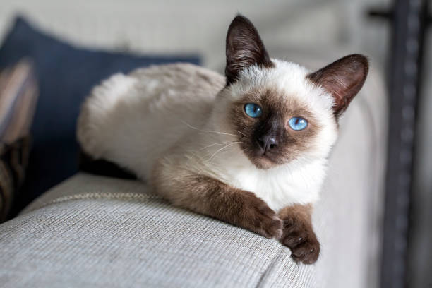 istock Cute kitten siamese cat indoor 1801996544